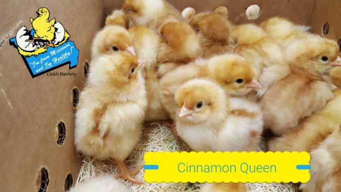 Cinnamon Queen™ Chicks