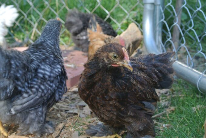 Cochin Bantam Chickens Assortment For Sale