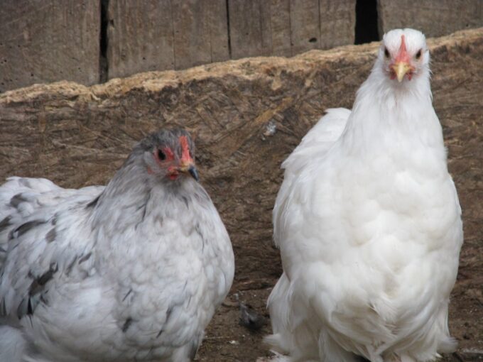 Feather Footed Bantam Assortment Special-4582