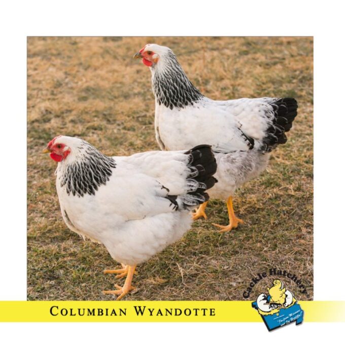 Columbian Wyandotte Chicken