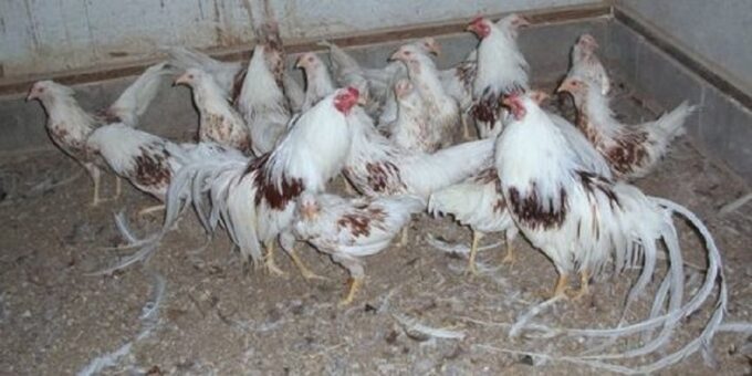 Flock of Red Shoulder Yokohama Chickens