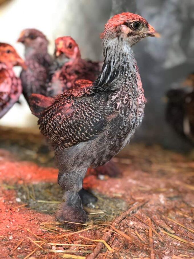 Dark Brahma Chicken