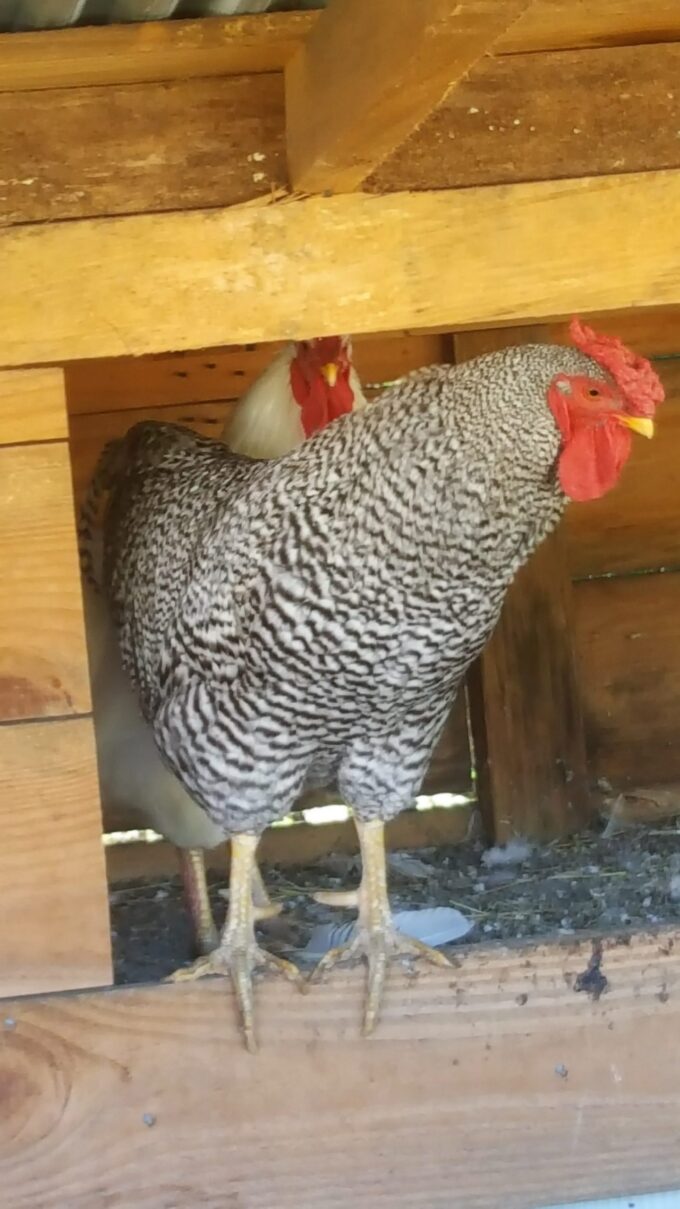Dominique Chicken Photo by Jimmy Evans
