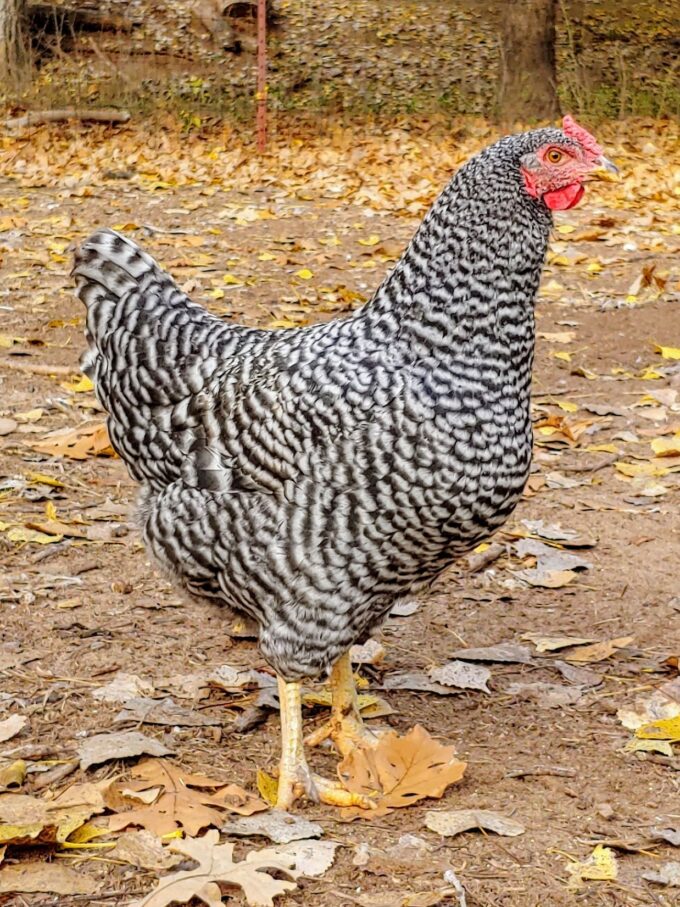Dominique Chicken Photo by Tara Frutiger