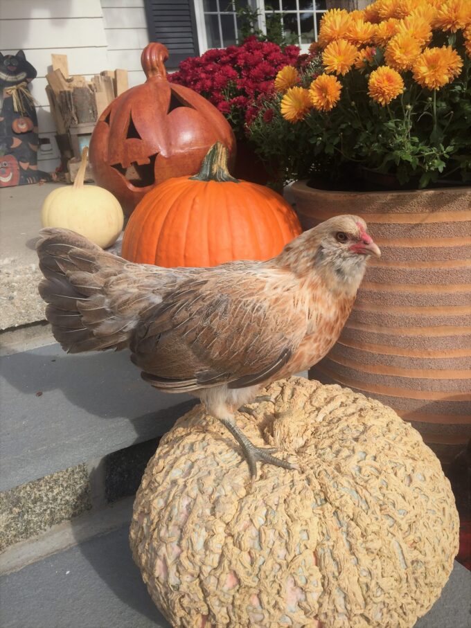 Easter Egger Bantam Photo by Brian Madia