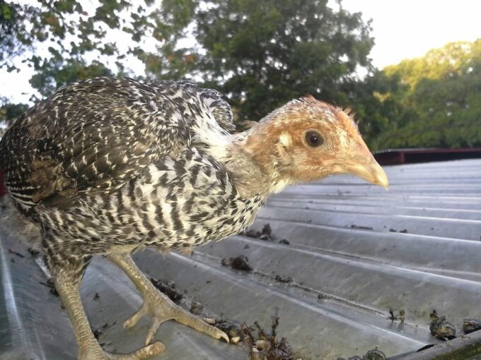 Egyptian Fayoumis Chicken