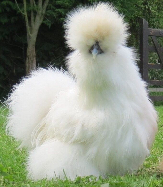 White Silkie Bantam