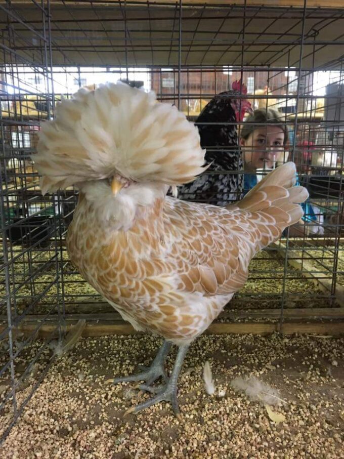 Buff Laced Polish Chicken