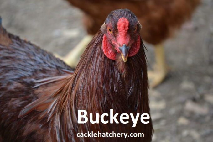 Buckeye Chicken