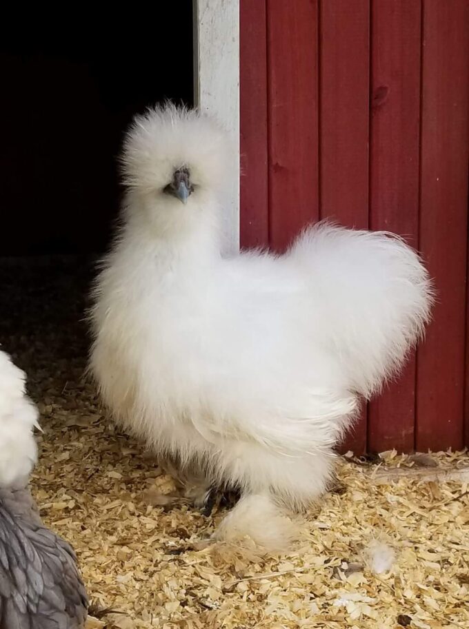 White Silkie Bantam