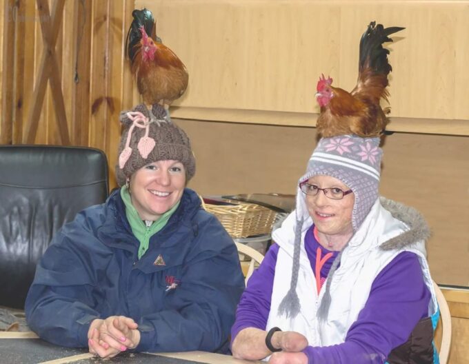 Ginger Red Old English Game Bantam