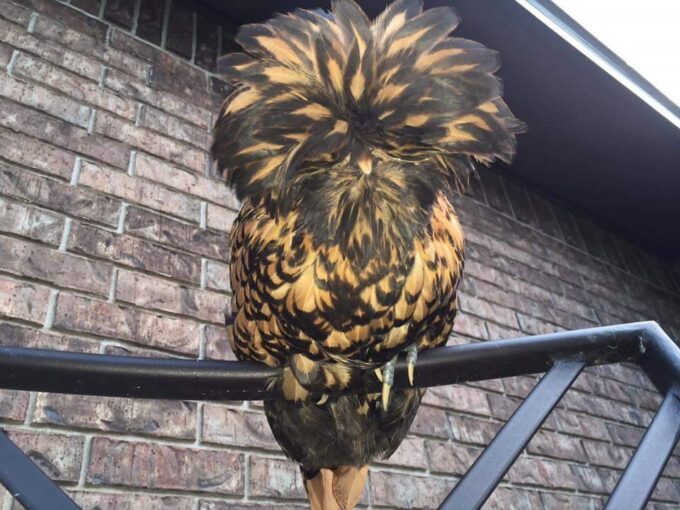 Golden Laced Polish Chicken