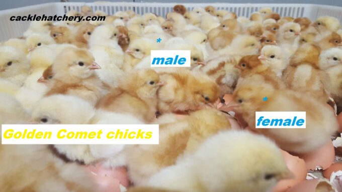 Golden Comet Baby Chicks