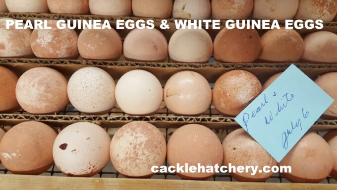 Pearl Grey Guinea Eggs