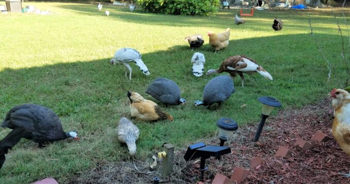 Hatchery Choice Guineas Evia Tammy