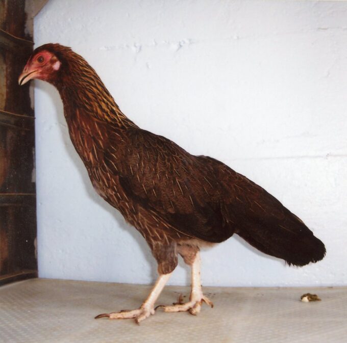 Black Breasted Red Cubalaya Bantam