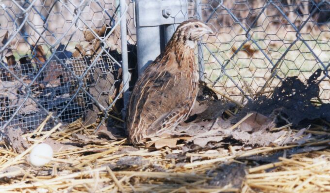 Pharaoh Coturnix Quail-4609