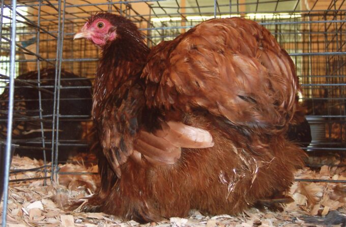 Red Cochin Bantam Chicken