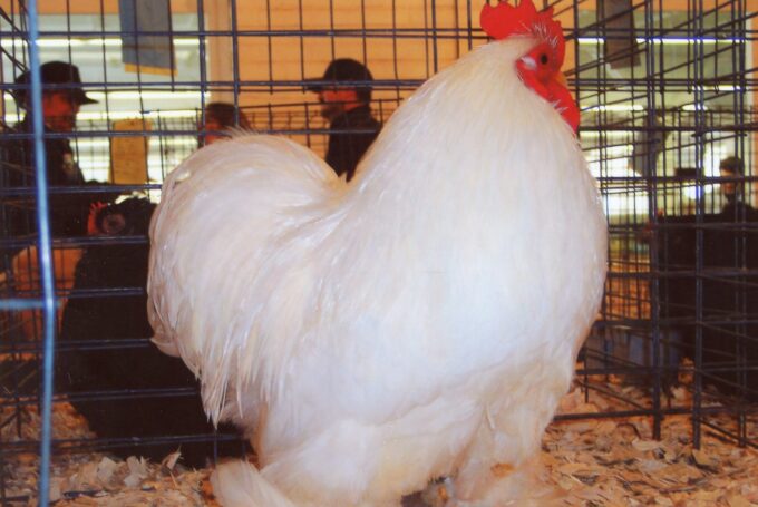 White Cochin Bantam Chicken