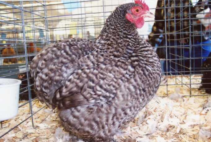 Barred Cochin Bantam Chicken