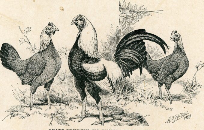 Silver Duckwing Old English Game Bantam
