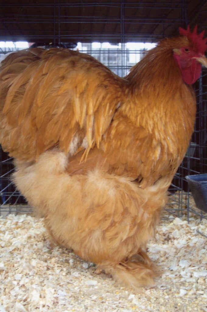 Buff Cochin Standard Chicken