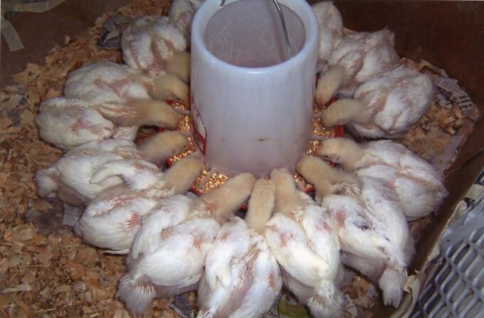 Young Cornish Cross Meat Chickens