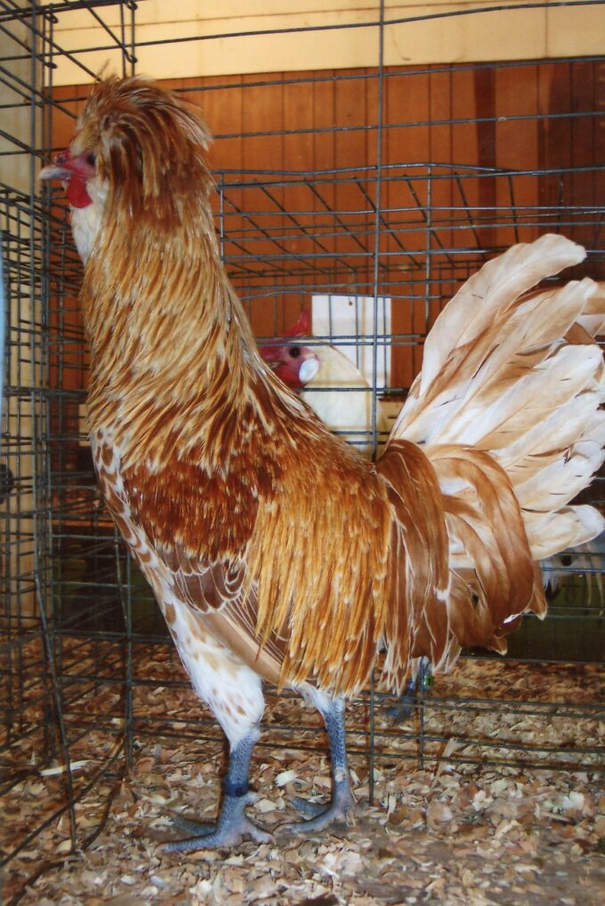 Buff Laced Polish Chicken