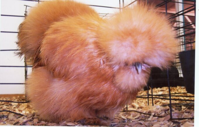 Buff Silkie Bantam Chicken