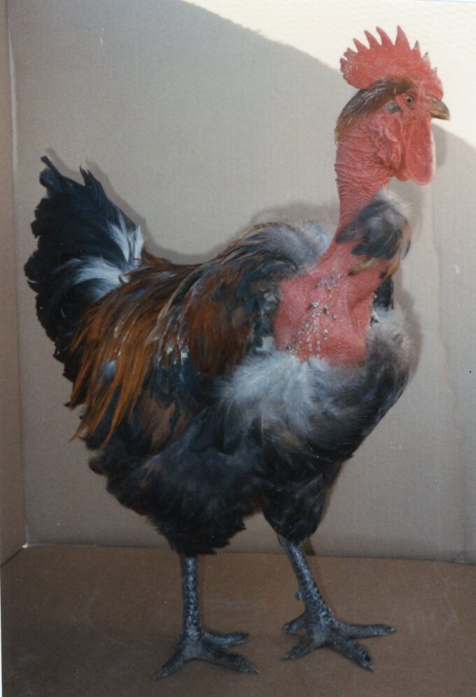 Turken "Naked Neck" Chicken