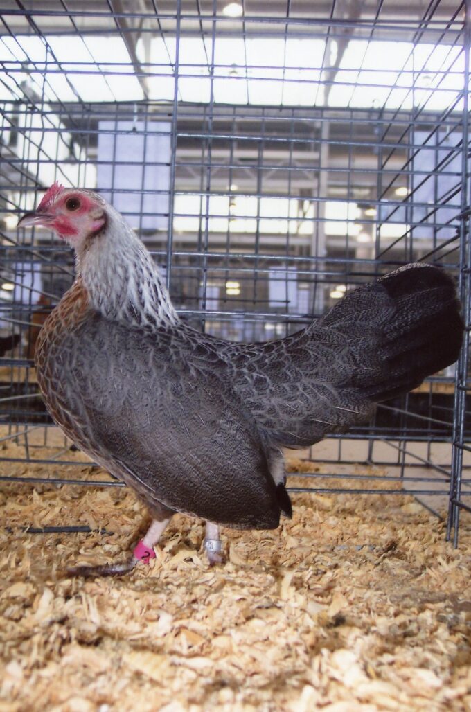 Golden Duckwing Old English Bantam Chickens