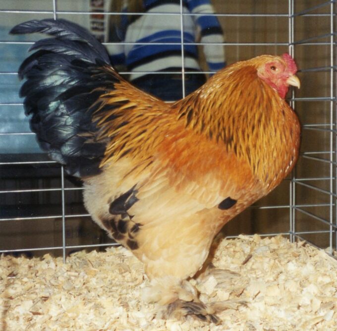 Buff Brahma Bantam Chicken
