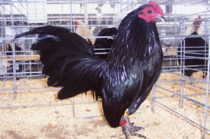 Baby Black Old English Bantam Chicken