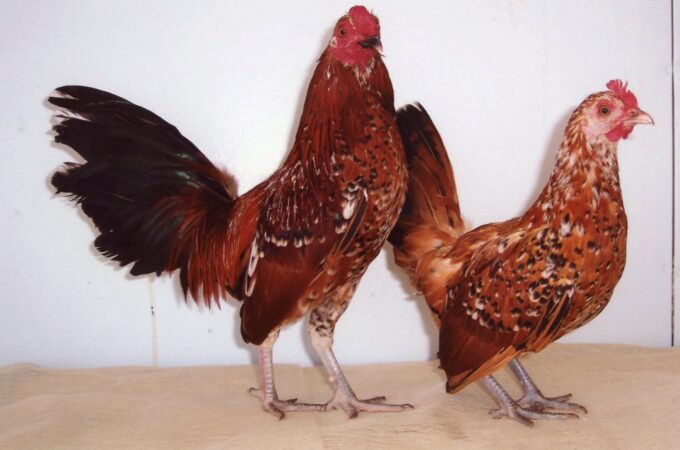 Mille Fleur Old English Game Bantams