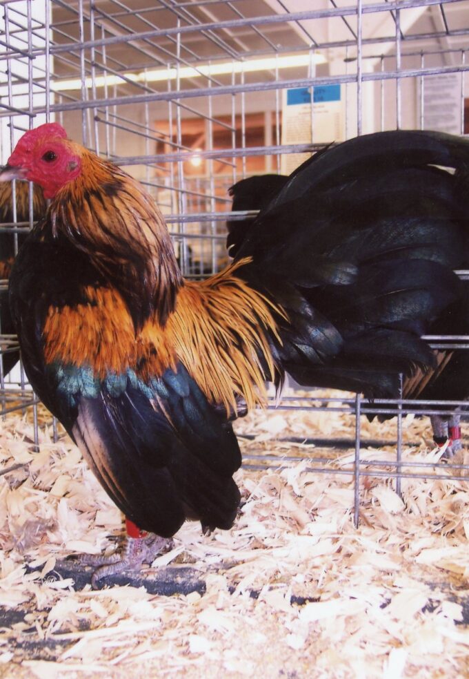 Brassy Back Old English Game Bantam Rooster