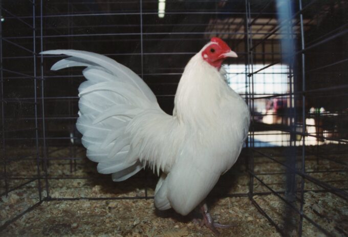 White Old English Game Bantam Rooster