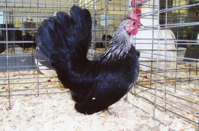 Gray Japanese Bantam