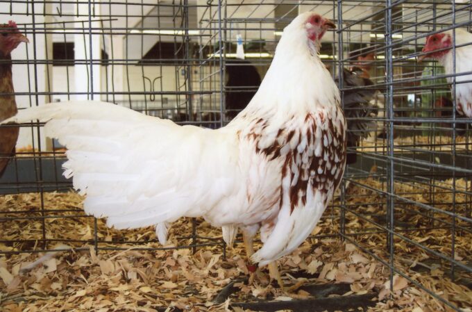 Red Shouldered Yokohama Chicken