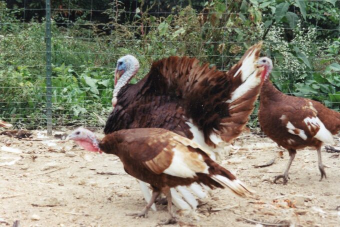 Bourbon Red Turkey