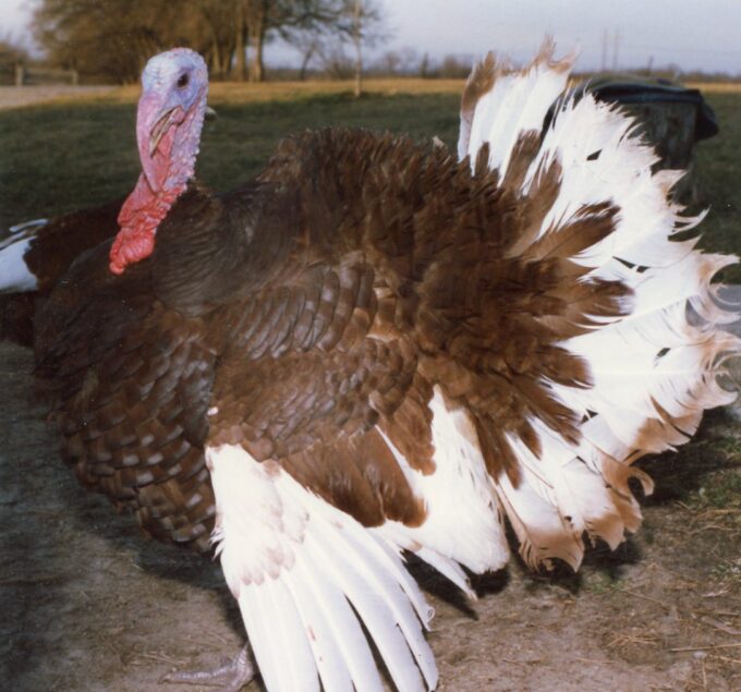 Bourbon Red Turkey
