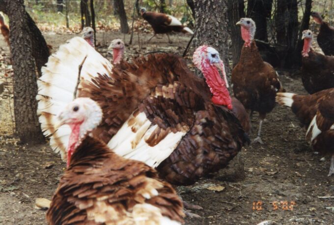 Bourbon Red Turkey-3840