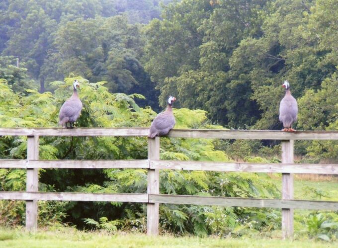 Lavender Guineas