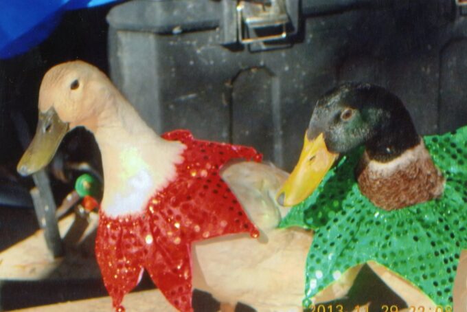 2013 Runner Up Winner "HI , my name is Lily and I am 10 years old. I bought these Welsh Harlequin ducks from cackle hatchery with my own money and raised them. I took this photo to enter the cackle hatchery contest. Love Lily Monroe NC"