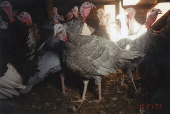 Blue Slate Turkey
