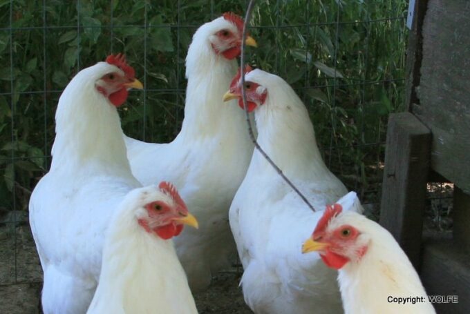 Rhode Island White (Single Comb Variety) Chicken, Photo Credit: Wolfe