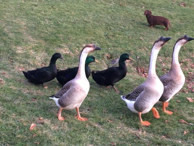 Cayuga Ducks