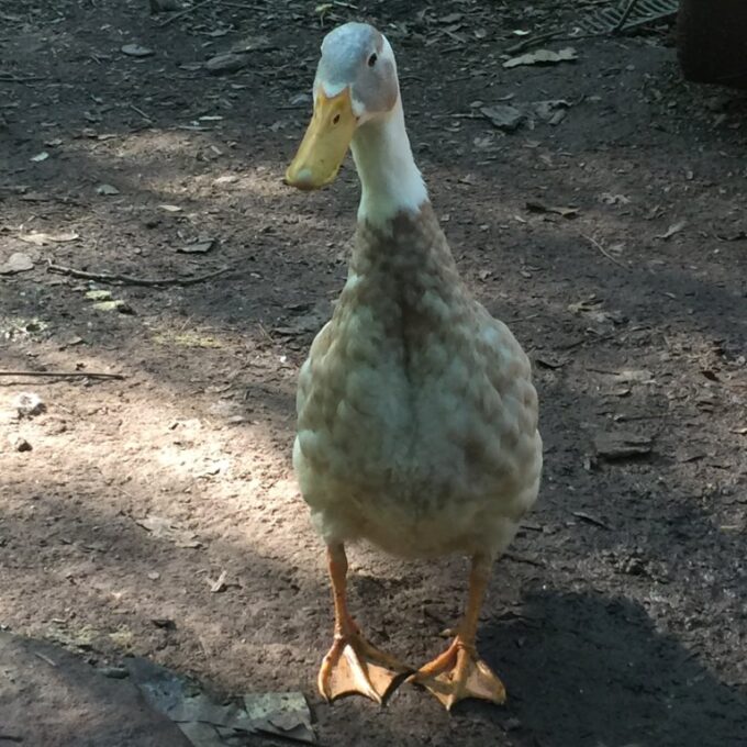 Fawn and White Runner Duck
