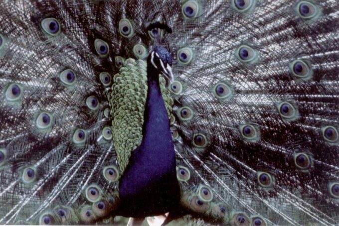India Blue Peafowl
