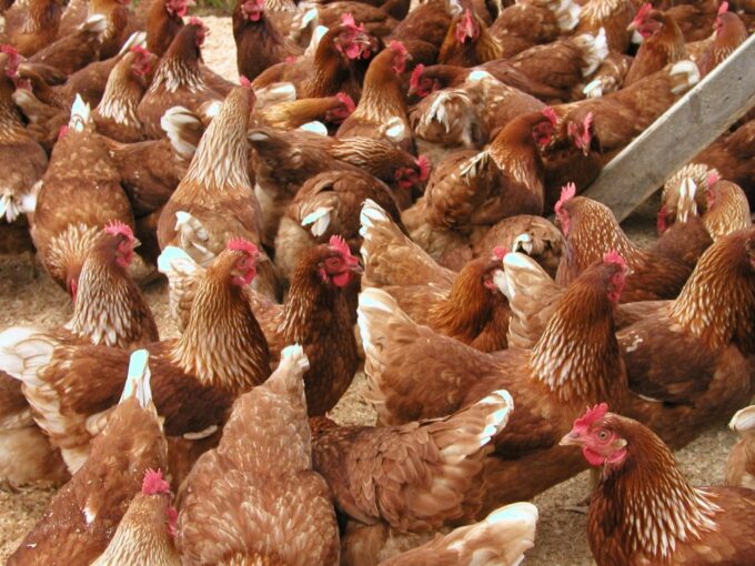 Cinnamon Queen™ Chickens
