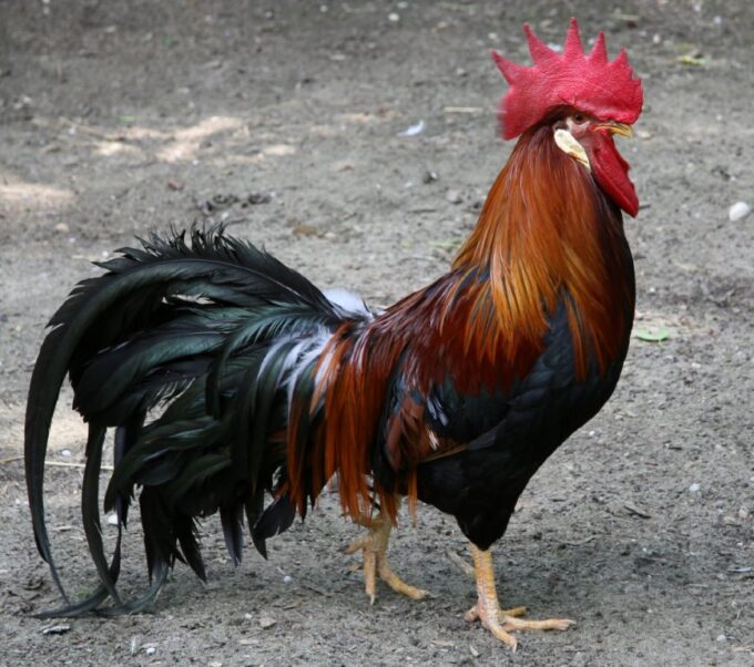 Brown Leghorn Chicken Rooster